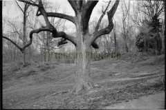 Montrose Park –North–