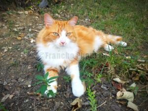 17 St & Irving St NW