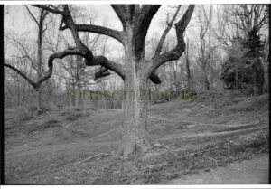 Montrose Park –North–