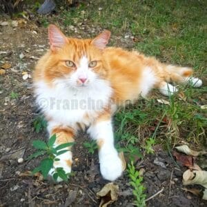 17 St & Irving St NW