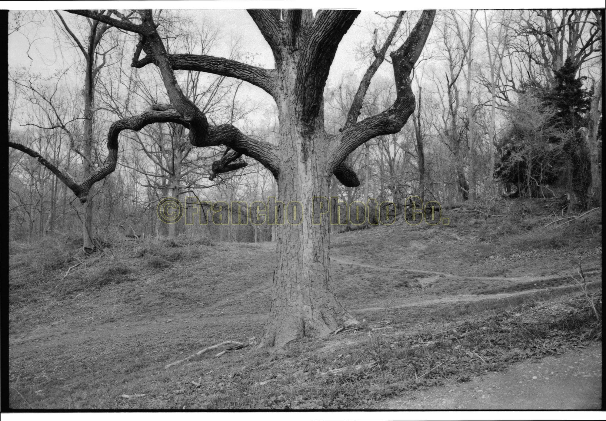 Montrose Park –North– | Washington DC | Cityscape Series | City Life | Limited Edition Print