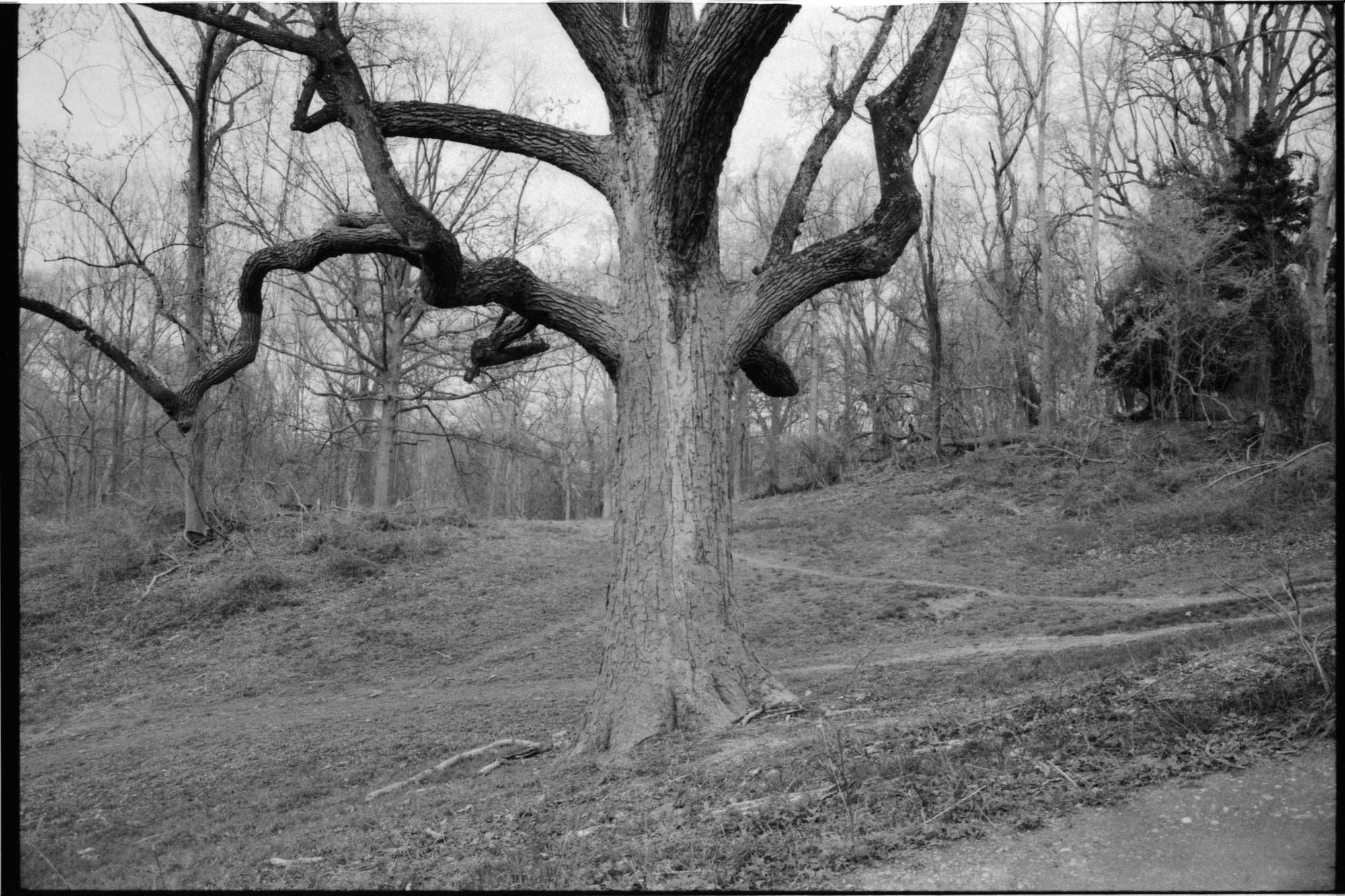 Olympus OM-1N SLR film camera CLA'd with 3 lenses + accessories, used in working condition - Image 19